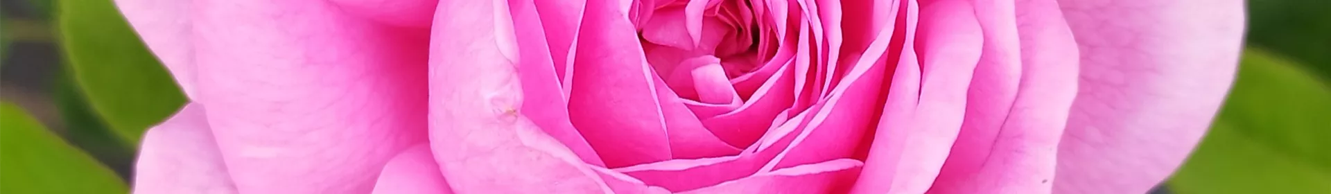 Englische Rosen - Rosengut Langerwisch