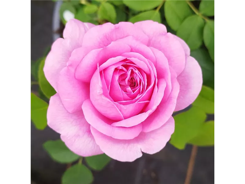 Rosa 'Gertrude Jekyll®' (Ausbord)