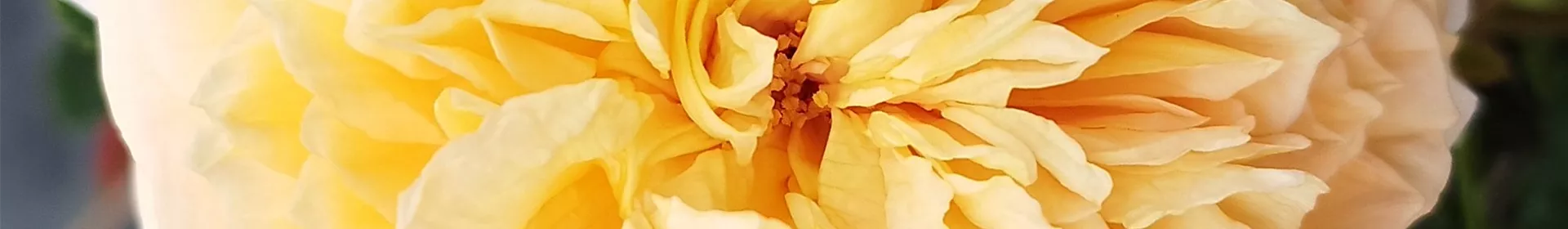 Englische Rosen - Rosengut Langerwisch