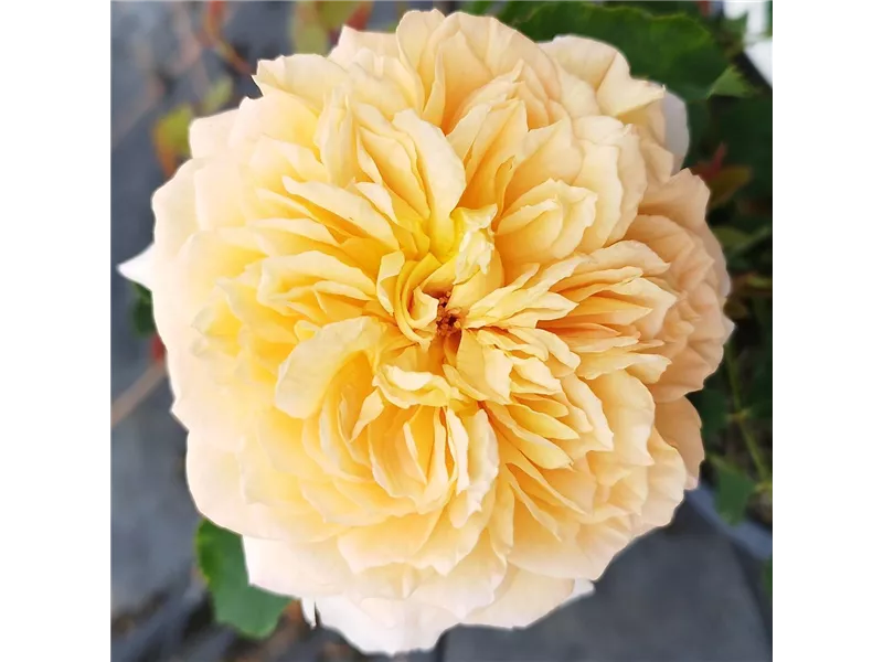 Rosa 'Bathsheba®' (Auschimbley)