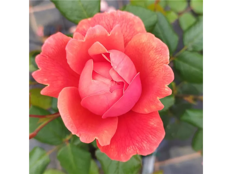 Rosa 'Summer Song®' (Austango)