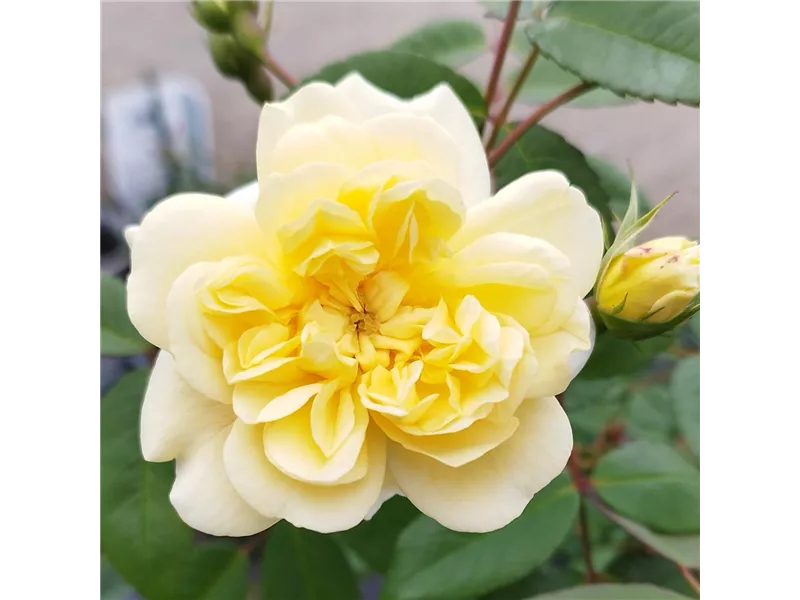 Rosa 'Malvern Hills®' (Auscanary)