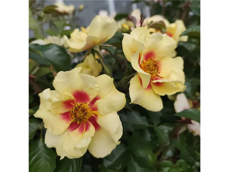 Rosa 'Queen of Sheba®'