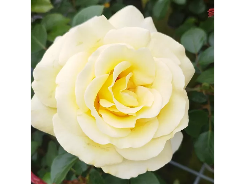 Rosa 'Avec Amour®'