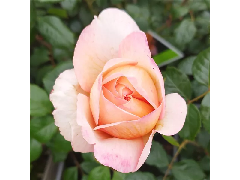 Rosa 'Capri®'