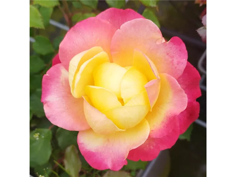 Rosa 'Flaming Star®'