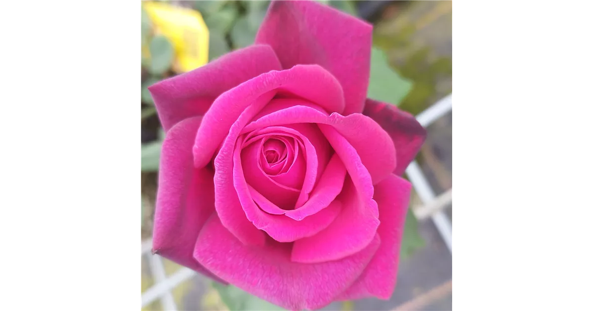 Edelrose Gräfin Diana – Stark Duftend, Rot-violett, Winterhart, Im 5-Liter-Container, Rose Des Jahres 2017, Von Garten Schlüter