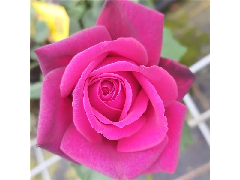 Rosa 'Gräfin Diana®'