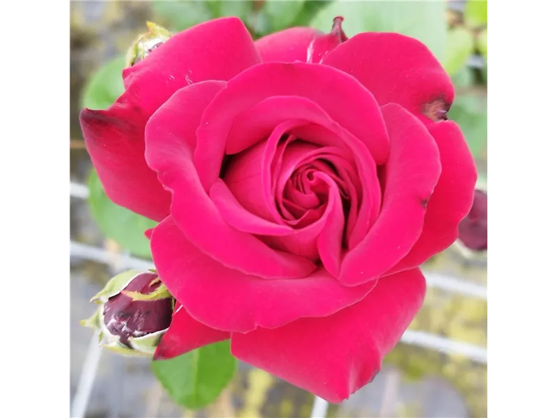 Rosa 'Ingrid Bergmann®'