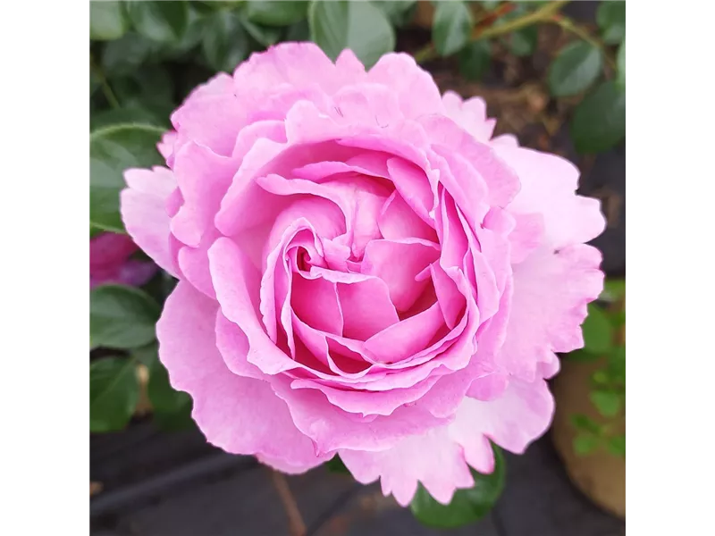 Rosa 'Alexandra David Neel®'
