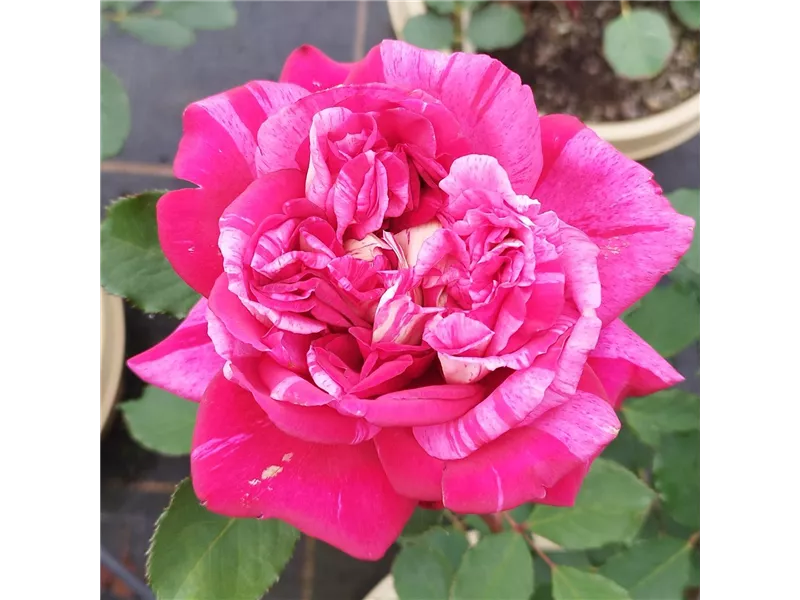 Rosa 'Berthe Morisot®' delrosroucrem 