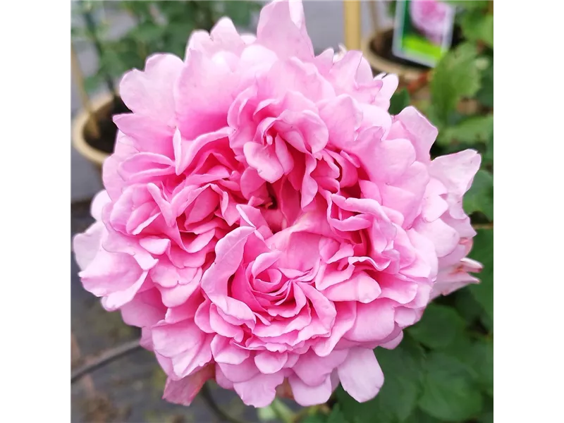 Rosa 'Bienvenue®' delrochipar