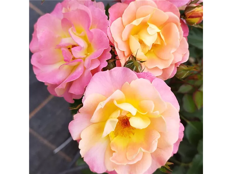 Rosa 'Bordure Camaieu®' delcapo