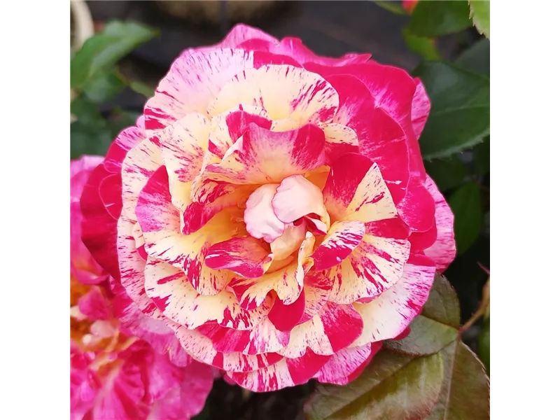 Rosa 'Camille Pissarro®' delstricol
