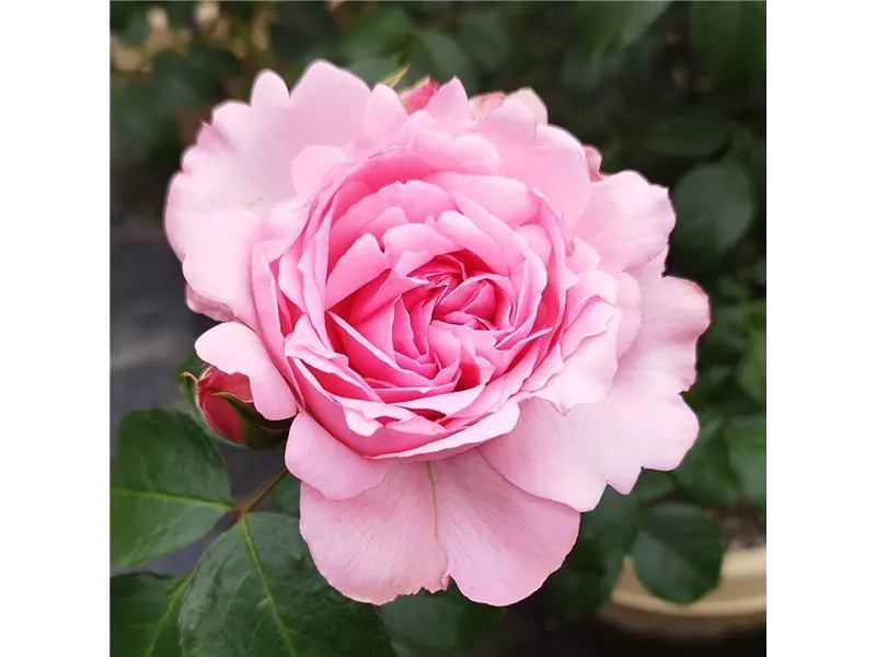 Rosa 'Comtesse de Ségur®' deltendre 