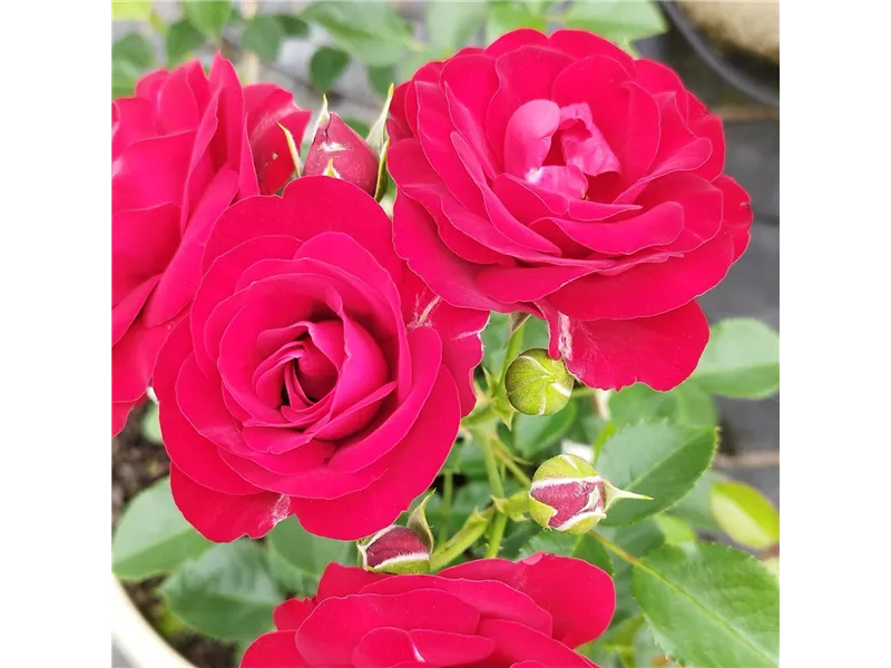 Rosa 'Coeurs de Vendée®' delmillon 
