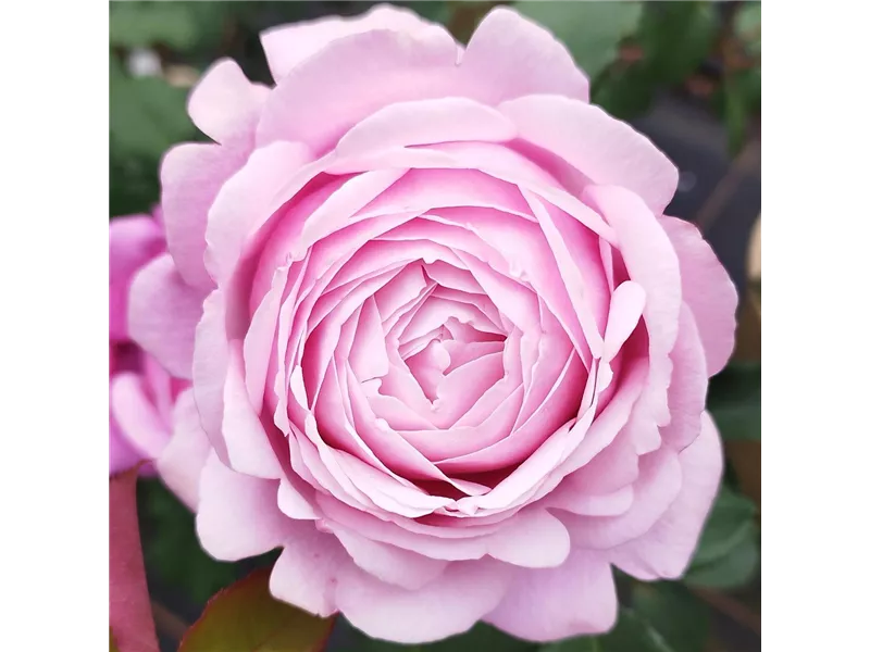 Rosa 'Dieter Müller®' delamo