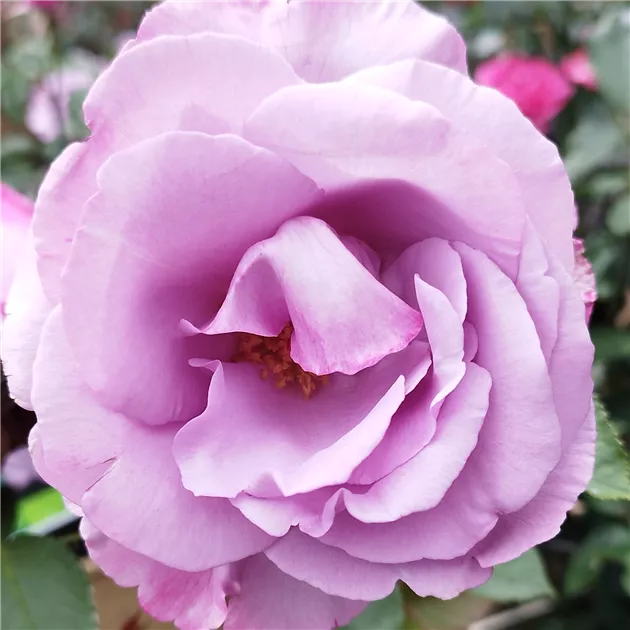 frz. Rose 'Dioressence' - Beetrose, Rosa 'Dioressence®' deldiore