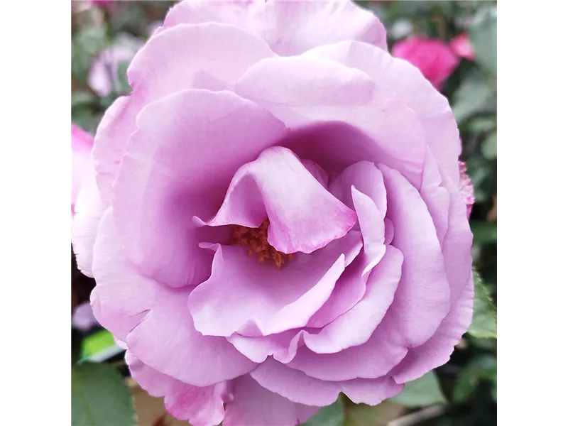 Rosa 'Dioressence'® deldiore