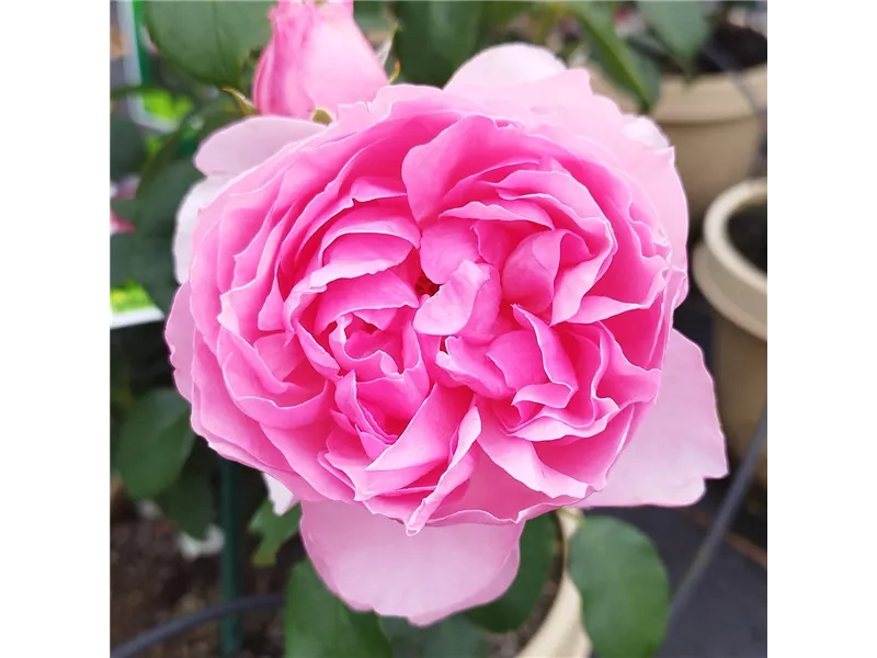 Rosa 'Eckart Witzigmann'® delviro