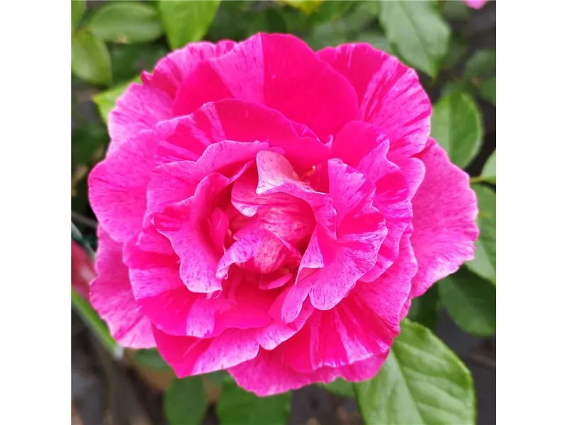 Rosa 'Guy Savoy®' delstrimen 