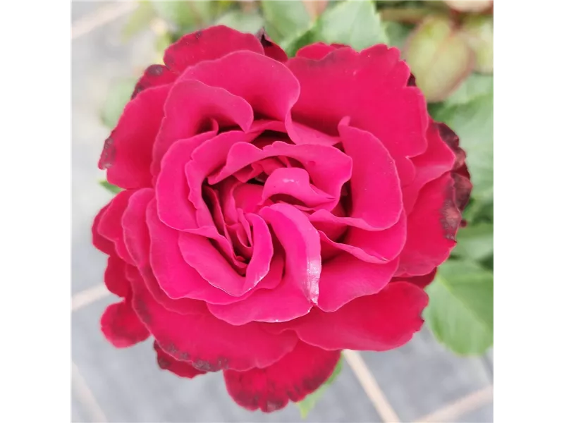 Rosa 'Heinz Winkler®' delchifrou