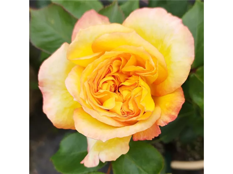 Rosa 'Henri Delbard®' delclaudibi