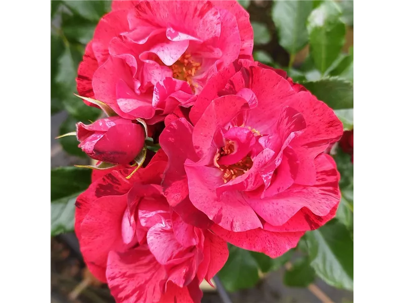 Rosa 'La reine de la nuit®' delstrilum