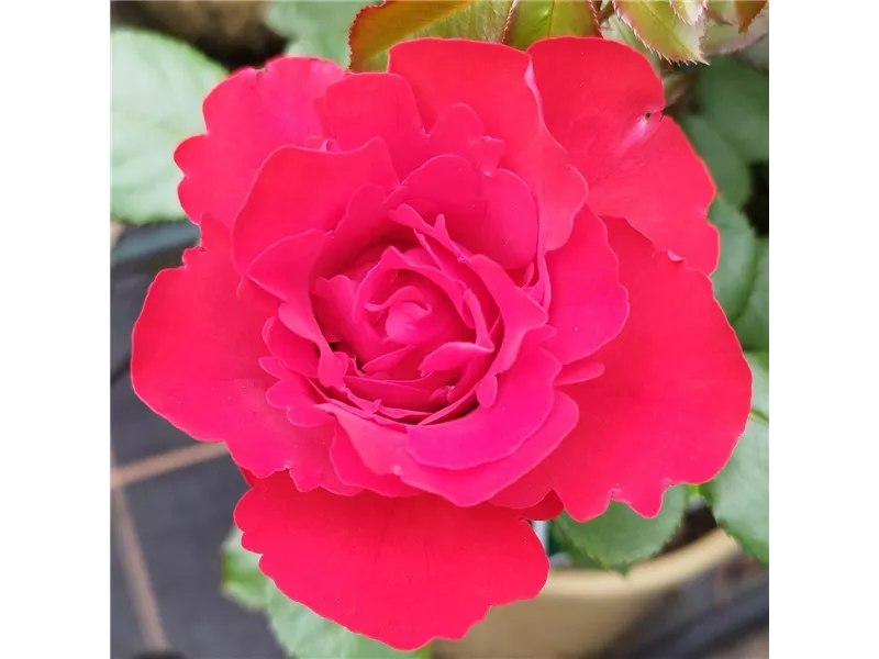 Rosa 'Liliana®' delgrouge