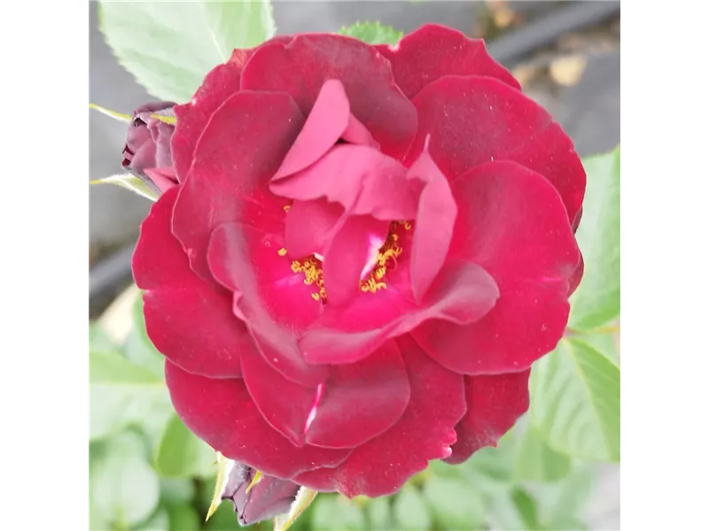Rosa 'Malicorne®' delrocarm