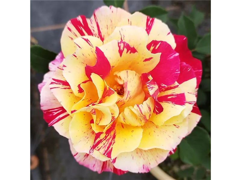 Rosa 'Maurice Utrillo®' delstavo