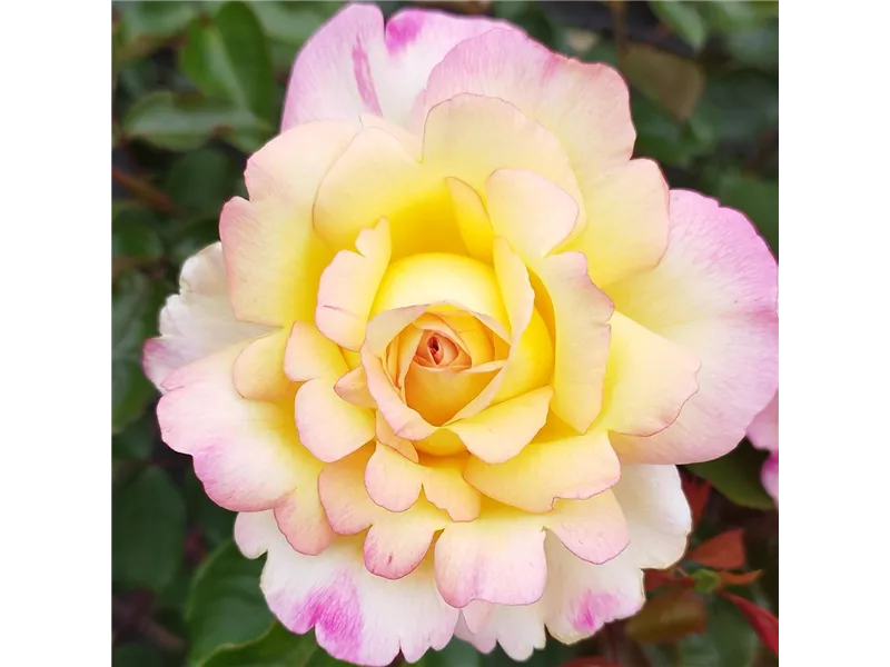 Rosa 'Mitsouko'® delnat