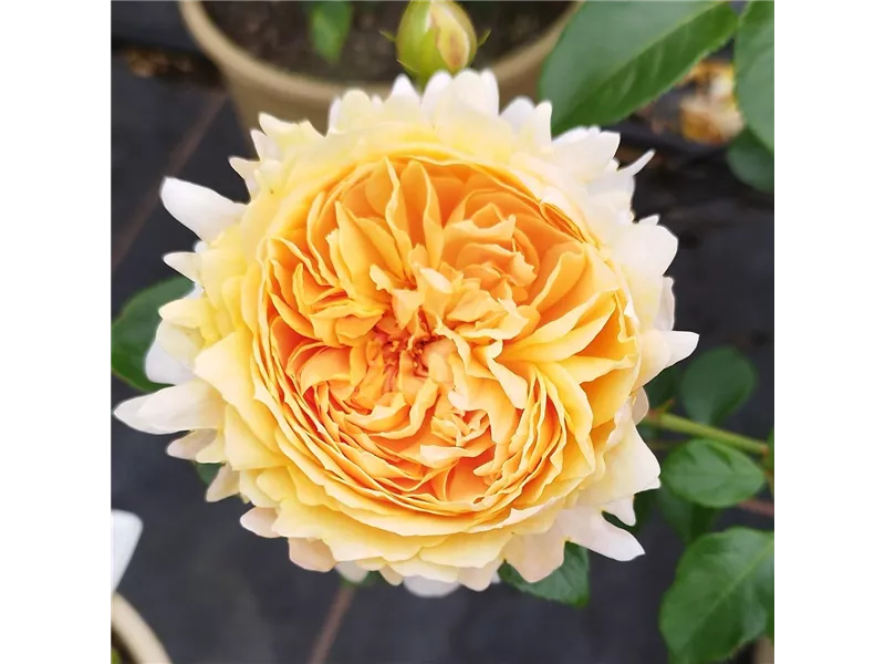 Rosa 'Patrick Devedjian®' deljaucien