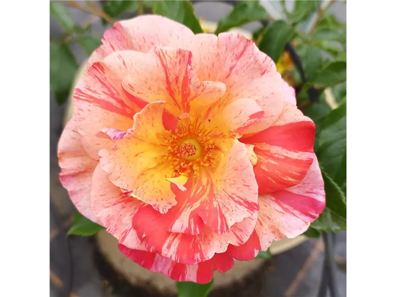 Rosa 'Paul Gauguin®' delstrichoc