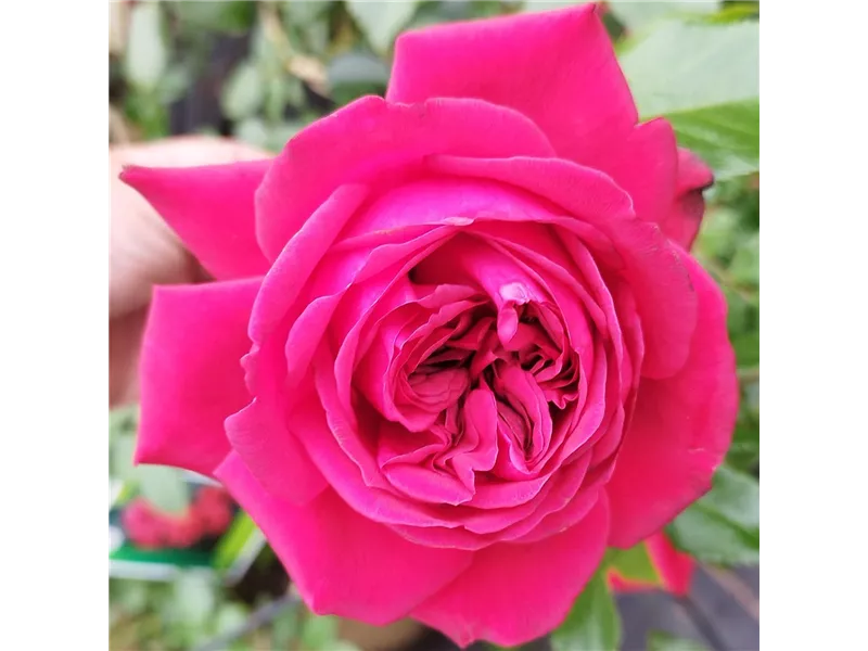 Rosa 'République de Monmartre®' delparfrou