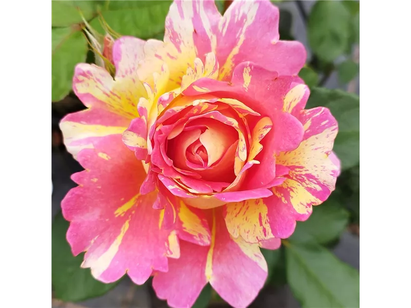 Rosa 'Rose de Cisterciens®' delarle
