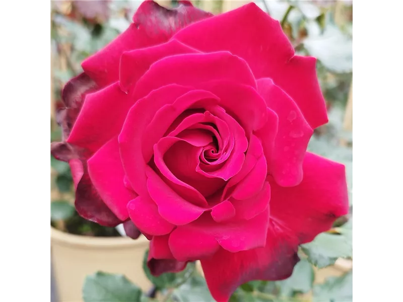 Rosa 'Salammbô®' delperl