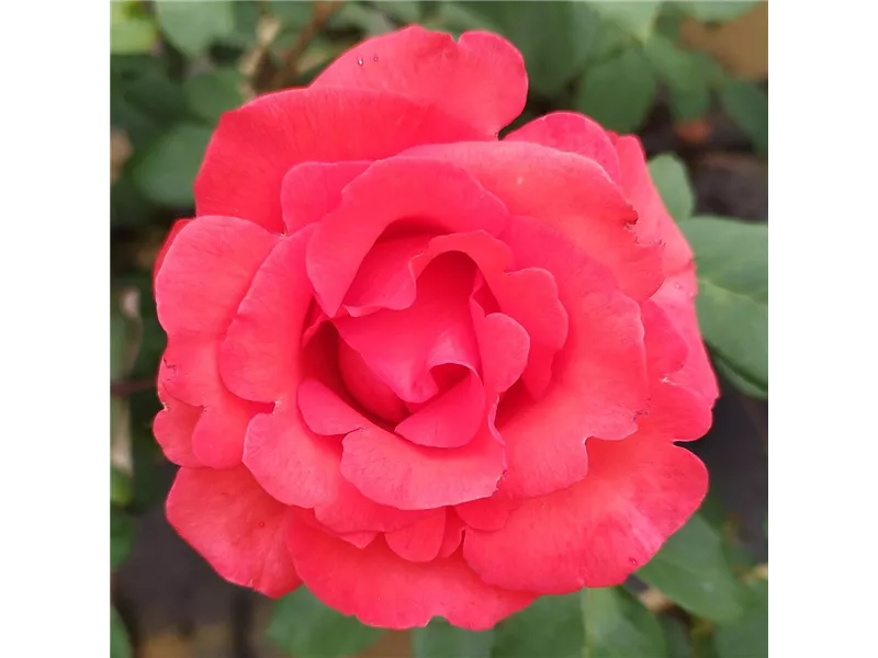 Rosa 'Satellite'® delsatel