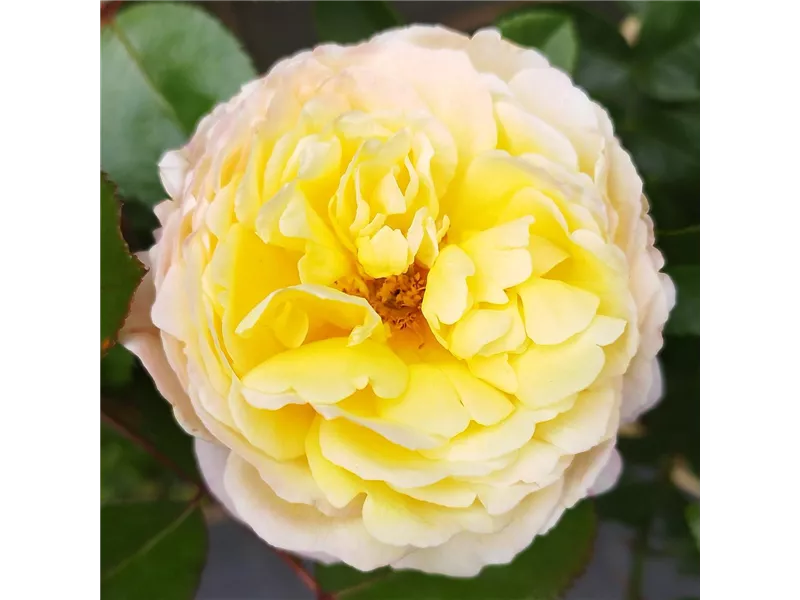 Rosa 'Soleil Vertical'® delsar