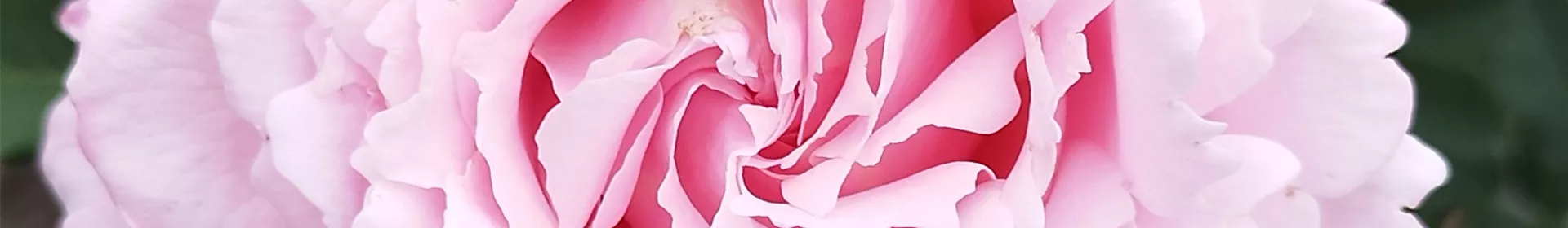 frz. Delbard-Rosen - Rosengut Langerwisch