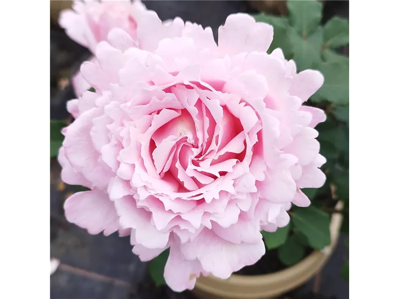 Rosa 'Sophie Rochas'® delroch