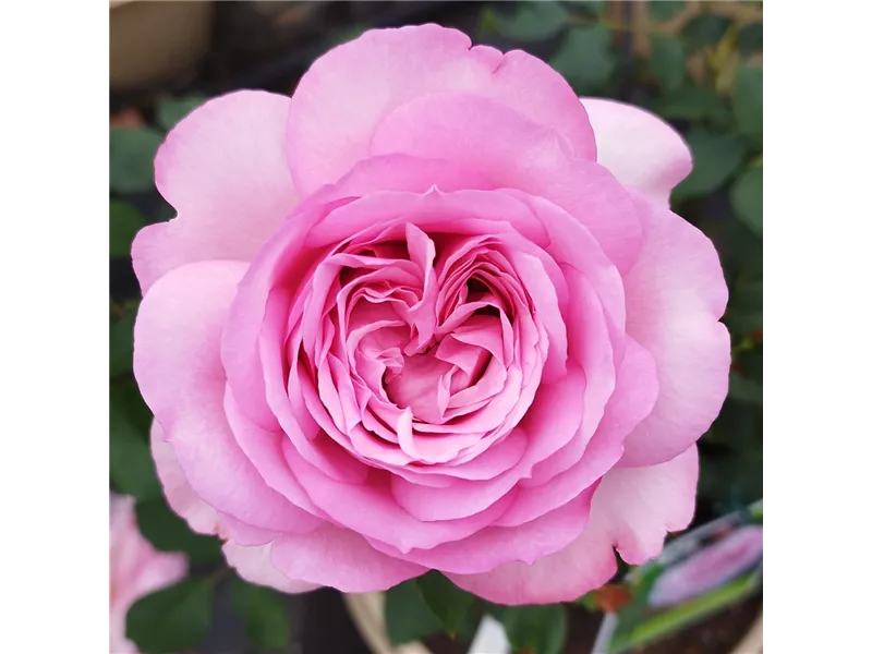 Rosa 'Souvenir de Louis Amade®' delalac