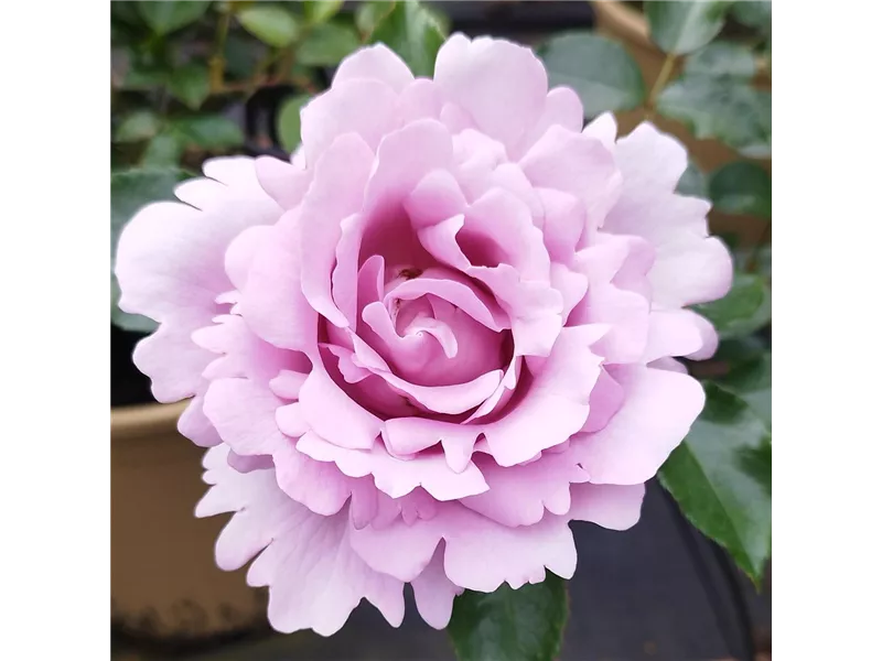 Rosa 'Synactif by Shiseido®' delgramaue