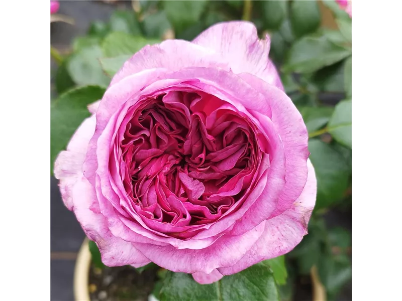Rosa 'Thierry Marx®' delviopar