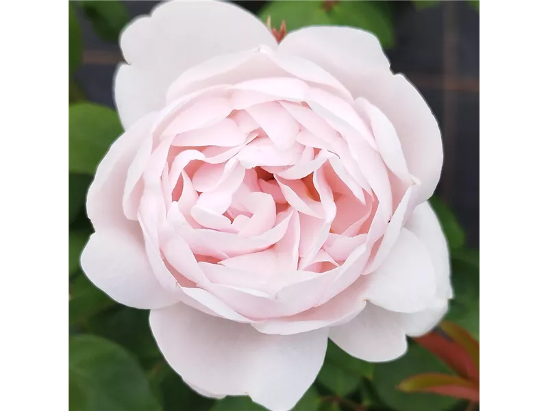 Rosa 'Vichy®' deluros