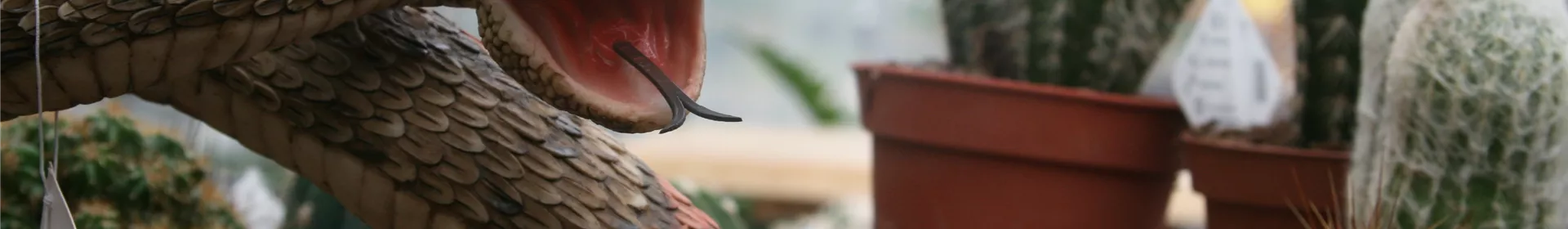 Kakteen-Woche - Rosengut Langerwisch