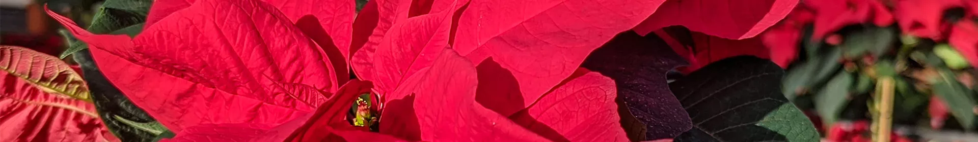 Vorfreude-Woche - Rosengut Langerwisch Vorfreude-Woche - Rosengut Langerwisch