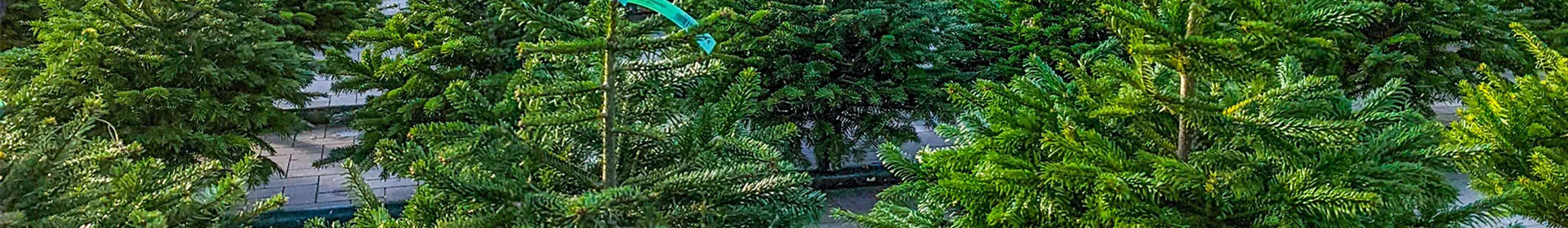 Weihnachtsbäume treffen ein - Rosengut Langerwisch Weihnachtsbäume treffen ein - Rosengut Langerwisch