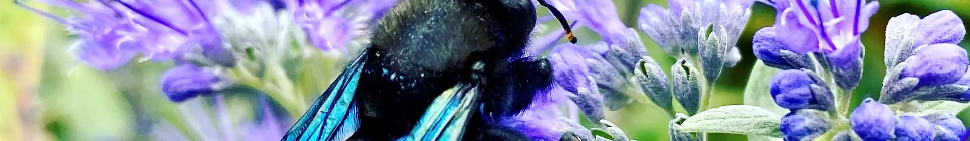 Gartentipp im Juli: Insektenfreundlich gärtnern - Rosengut Langerwisch