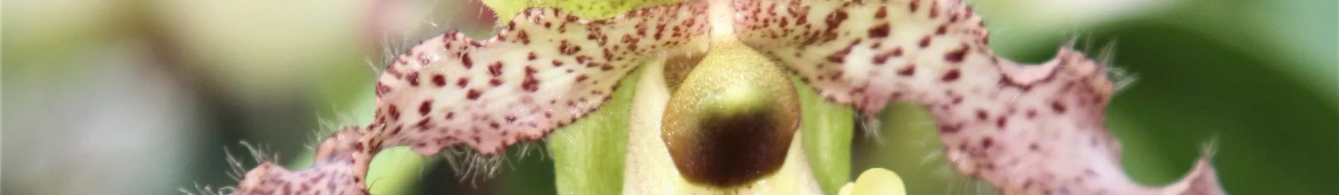 Orchideen-Wochen - Rosengut Langerwisch Orchideen-Wochen - Rosengut Langerwisch